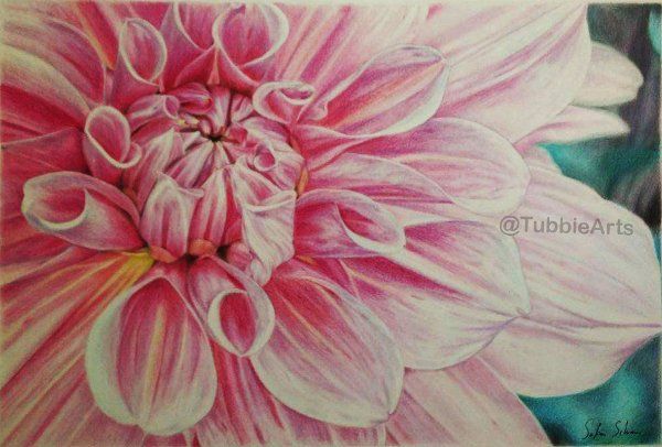 booming flower colored pencil drawing by Sofia S. tubbiearts