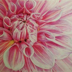 booming flower colored pencil drawing by Sofia S. Tubbie Arts thumbnail