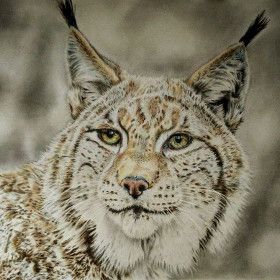 Lynx color pencil drawing thumbnail, tubbiearts by Sofia S.