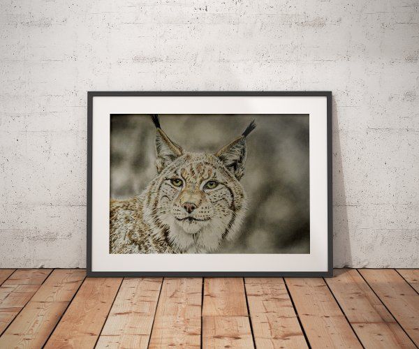 Lynx color drawing, white frame mockup against walll