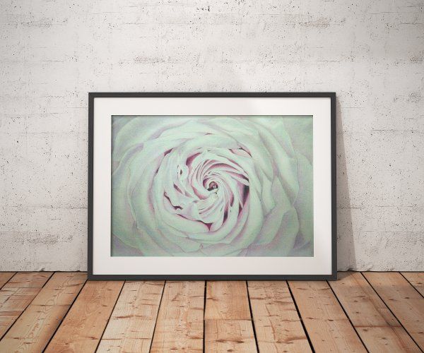 Rose drawing framed with passepartout against wall (mockup)