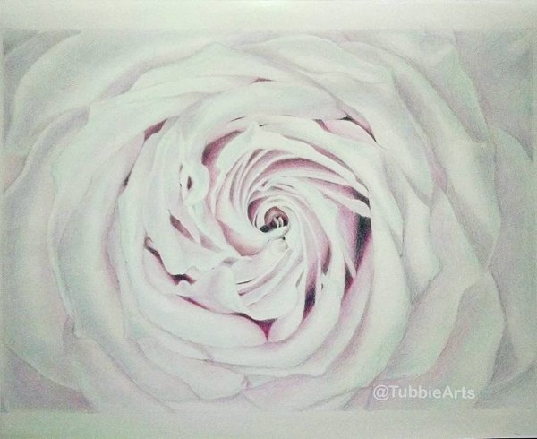 Rose colored pencil drawing by Sofia S. TubbieArts