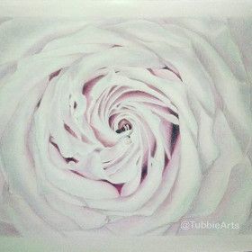 Rose colored pencil drawing by Sofia S. Tubbie Arts thumbnail